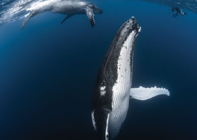 invitation-au-voyage-faune-baleine-baleineau-tahiti-e-tahiti-travel