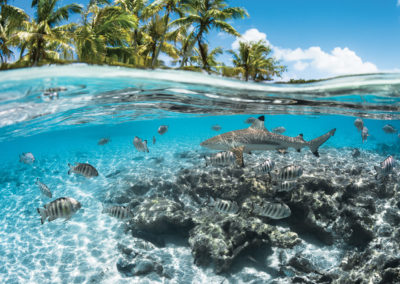 sejours-plongees-aquatiki-fakarava-requin-e-tahiti-travel-3