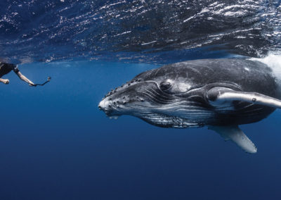 sejours-plongees-exception-baleine-rencontre-polynesie-e-tahiti-travel