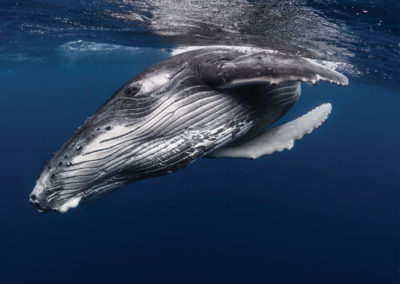 diapo2-excursion-sortie-baleine-tahiti-e-tahiti-travel