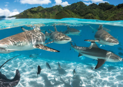 diapo4-excursion-rencontre-avec-raies-requins-bora-e-tahiti-travel