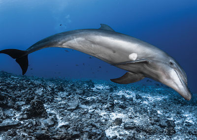 Plongée sous-marine à Tahiti