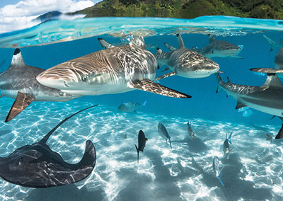 Rencontre avec les raies et requins de Bora Bora