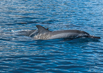 Sortie dauphins à Tahiti