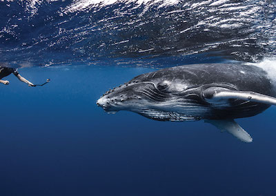 Sortie baleine sur l’île de Tahiti