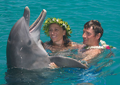 Meet dolphins in the Island of Moorea