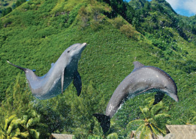 tahiti-excursion-e-tahiti-travel-moorea-dolphin-center