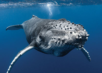 sejours-plongees-baleine-e-tahiti-travel