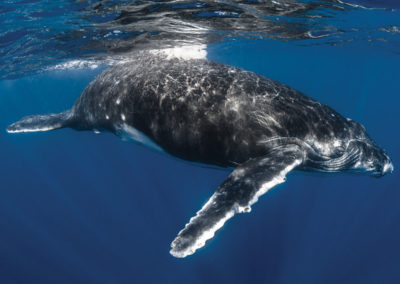 sejours-plongees-exception-baleine-e-tahiti-travel