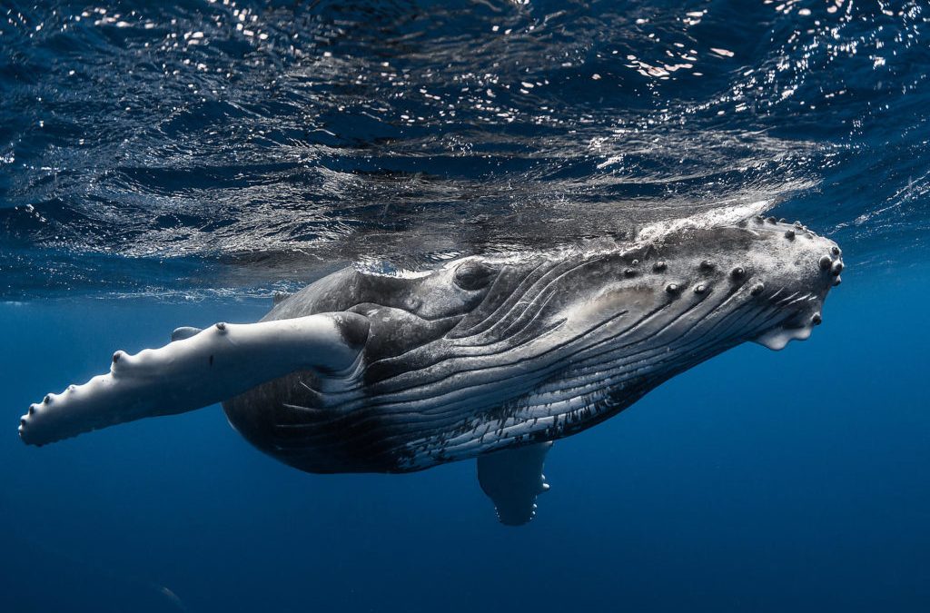 Tahiti, baleines en vue